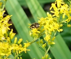 Acmaeodera pulchella