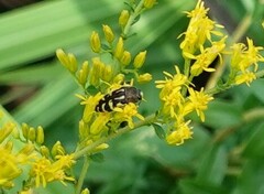 Acmaeodera pulchella
