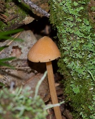 Entoloma quadratum