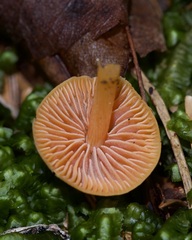 Entoloma quadratum