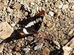 Limenitis lorquini