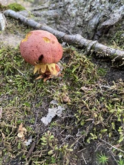 Baorangia bicolor