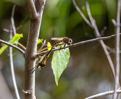 Promachus rufipes