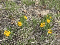 Lithospermum canescens
