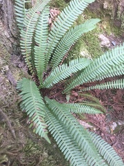 Struthiopteris spicant