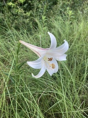 Lilium formosanum