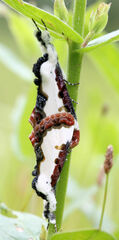 Eudryas unio