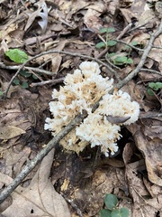 Sebacina schweinitzii