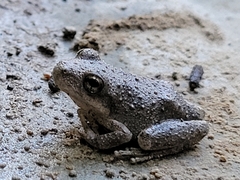 Pseudacris cadaverina