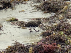 Arenaria melanocephala