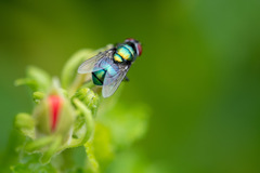 Lucilia coeruleiviridis