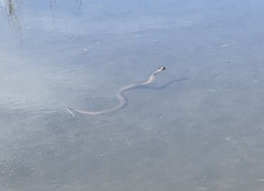 Nerodia sipedon sipedon