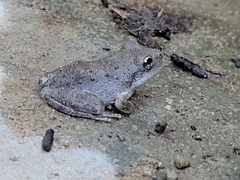 Pseudacris cadaverina