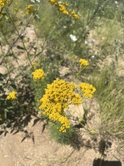 Hymenothrix wislizeni