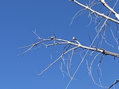 Streptopelia decaocto