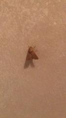 Mythimna albipuncta