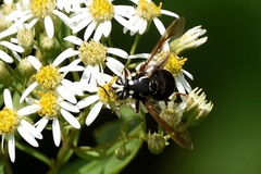 Spilomyia fusca
