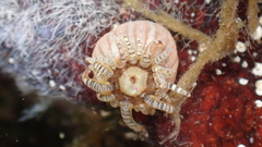 Aulactinia verrucosa