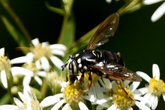 Spilomyia fusca