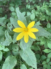 Helianthus divaricatus
