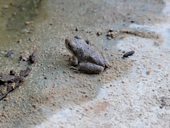 Pseudacris cadaverina