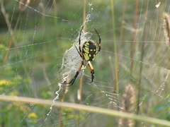 Argiope aurantia