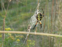 Argiope aurantia
