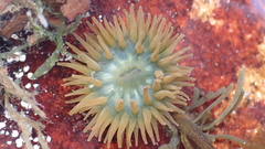 Actinia equina