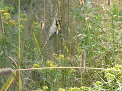 Argiope aurantia
