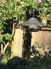 Pheucticus ludovicianus