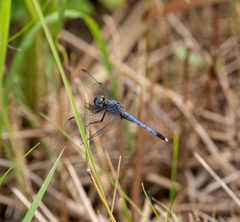 Erythrodiplax minuscula