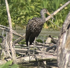 Aramus guarauna