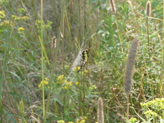 Argiope aurantia
