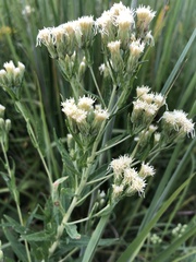 Brickellia eupatorioides