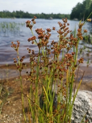 Juncus canadensis