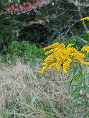 Solidago gigantea