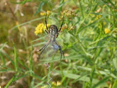 Argiope aurantia
