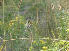 Argiope aurantia
