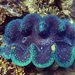 Gigas Giant Clam - Photo (c) Blogie Robillo, some rights reserved (CC BY-NC-ND), uploaded by Blogie Robillo