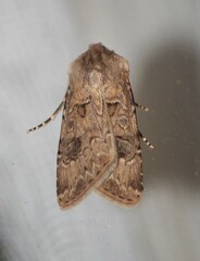 Agrotis bigramma