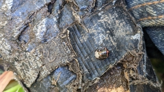 Cosmopepla lintneriana