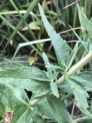 Brickellia eupatorioides