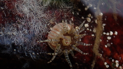 Aulactinia verrucosa