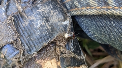 Cosmopepla lintneriana