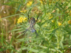 Argiope aurantia
