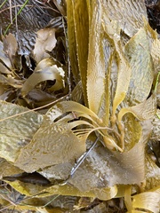 Macrocystis pyrifera