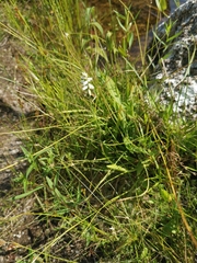 Spiranthes cernua