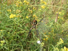 Argiope aurantia