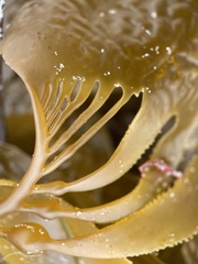 Macrocystis pyrifera