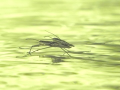 Aquarius ventralis